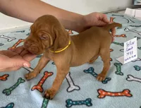 Yellow 7933, a female Vizsla for sale in Hillsboro, OH – Photo 7 of 7