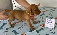 Yellow 7933, a female Vizsla for sale in Hillsboro, OH – Photo 3 of 7