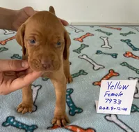 Yellow 7933, a female Vizsla for sale in Hillsboro, OH – Photo 4 of 7