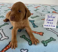 Yellow 7933, a female Vizsla for sale in Hillsboro, OH – Photo 2 of 7
