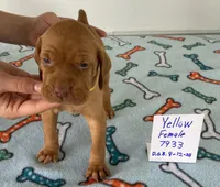 Yellow 7933, a female Vizsla for sale in Hillsboro, OH – Photo 1 of 7
