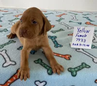Yellow 7933, a female Vizsla for sale in Hillsboro, OH – Photo 6 of 7
