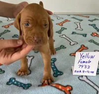 Yellow 7933, a female Vizsla for sale in Hillsboro, OH – Photo 5 of 7