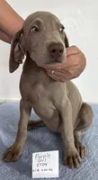 Purple girl 5704, a male Weimaraner for sale in Hillsboro, OH – 6 of 6