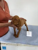 Green boy, a male Vizsla for sale in Hillsboro, OH – 5 of 8
