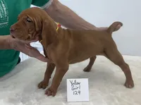 Yellow girl 129, a female Vizsla for sale in Hillsboro, OH – 7 of 9