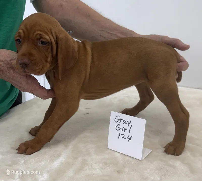 Gray girl 124 – Vizsla puppy for sale in Hillsboro, OH