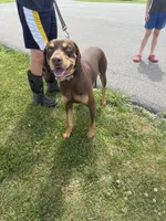 Houdini, a male Vizsla and Weimaraner for sale in Hillsboro, OH – 3 of 4