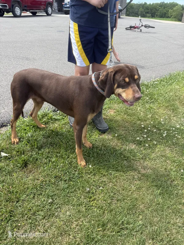 Houdini – Vizsla, Weimaraner puppy for sale in Hillsboro, OH