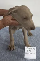 Green boy, a male Weimaraner for sale in Hillsboro, OH – 2 of 7