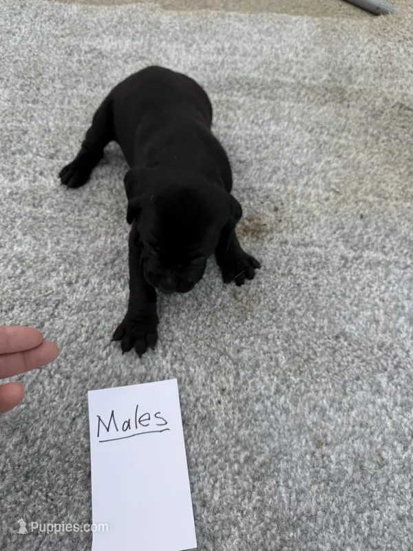 Black weizsla  – Weimaraner puppy for sale in Hillsboro, OH