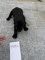 Black weizsla , a male Weimaraner for sale in Hillsboro, OH – Photo 1 of 2