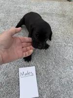 Black weizsla , a male Weimaraner for sale in Hillsboro, OH – Photo 2 of 2