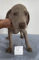 Purple girl 5704, a male Weimaraner for sale in Hillsboro, OH – 5 of 6