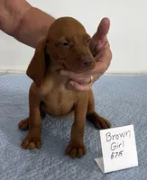 Brown girl, a female Vizsla for sale in Hillsboro, OH – 6 of 6