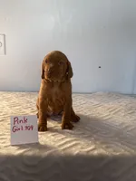 Pink girl 709, a female Vizsla for sale in Hillsboro, OH – 6 of 6