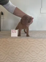 Purple boy 708, a female Vizsla for sale in Hillsboro, OH – 7 of 7