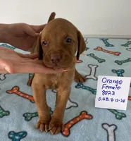Orange 8023, a female Vizsla for sale in Hillsboro, OH – Photo 4 of 6
