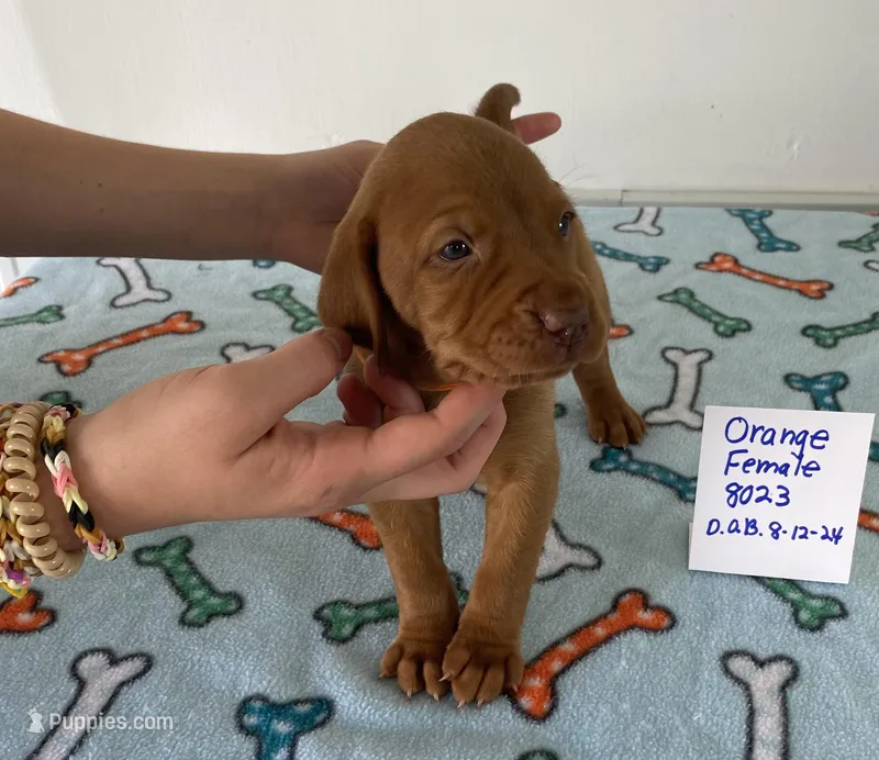 Orange 8023, a female Vizsla for sale in Hillsboro, OH – Photo 1 of 6