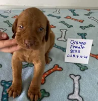 Orange 8023, a female Vizsla for sale in Hillsboro, OH – Photo 3 of 6