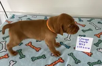 Orange 8023, a female Vizsla for sale in Hillsboro, OH – Photo 5 of 6
