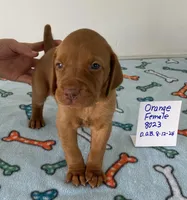 Orange 8023, a female Vizsla for sale in Hillsboro, OH – Photo 2 of 6