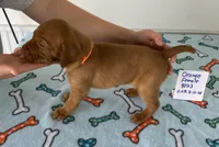 Orange 8023, a female Vizsla for sale in Hillsboro, OH – Photo 6 of 6