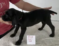 Pink 139, a female Vizsla and Weimaraner for sale in Hillsboro, OH – Photo 5 of 5