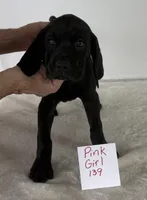 Pink 139, a female Vizsla and Weimaraner for sale in Hillsboro, OH – Photo 4 of 5