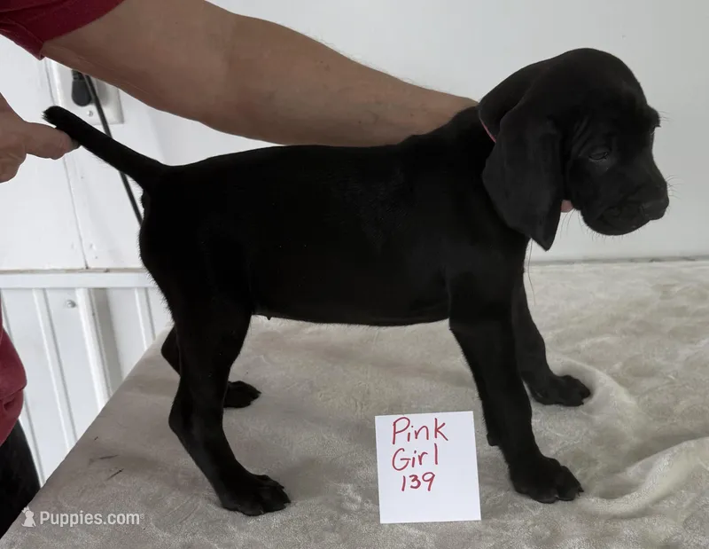 Pink 139, a female Vizsla and Weimaraner for sale in Hillsboro, OH – Photo 1 of 5