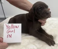 Yellow 131, a female Weimaraner for sale in Hillsboro, OH – Photo 5 of 5