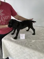 Pink 139, a female Vizsla and Weimaraner for sale in Hillsboro, OH – Photo 2 of 5