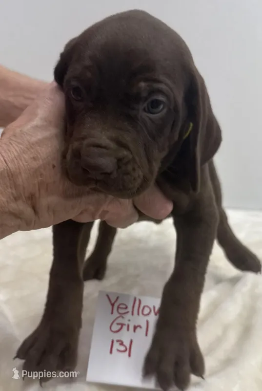 Yellow 131 – Weimaraner puppy for sale in Hillsboro, OH