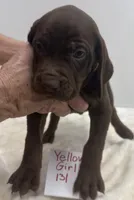 Yellow 131, a female Weimaraner for sale in Hillsboro, OH – Photo 1 of 5