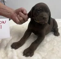 Yellow 131, a female Weimaraner for sale in Hillsboro, OH – Photo 3 of 5
