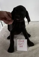 Pink 139, a female Vizsla and Weimaraner for sale in Hillsboro, OH – Photo 3 of 5