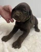 Yellow 131, a female Weimaraner for sale in Hillsboro, OH – Photo 4 of 5