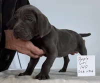 Purple girl 140, a male Weimaraner for sale in Hillsboro, OH – Photo 6 of 6