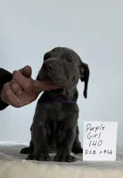 Purple girl 140, a male Weimaraner for sale in Hillsboro, OH – Photo 2 of 6