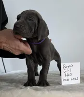 Purple girl 140, a male Weimaraner for sale in Hillsboro, OH – Photo 4 of 6