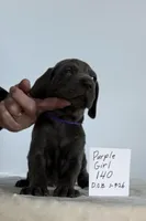 Purple girl 140, a male Weimaraner for sale in Hillsboro, OH – Photo 1 of 6