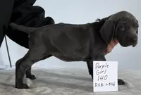 Purple girl 140, a male Weimaraner for sale in Hillsboro, OH – Photo 5 of 6