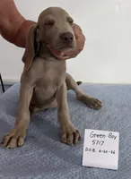 Green boy, a male Weimaraner for sale in Hillsboro, OH – 4 of 7
