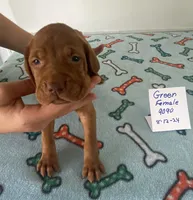 Green 9099, a female Vizsla for sale in Hillsboro, OH – Photo 7 of 8