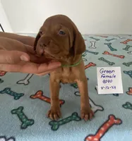 Green 9099, a female Vizsla for sale in Hillsboro, OH – Photo 2 of 8
