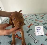 Green 9099, a female Vizsla for sale in Hillsboro, OH – Photo 6 of 8