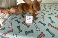 Green 9099, a female Vizsla for sale in Hillsboro, OH – Photo 8 of 8