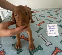 Green 9099, a female Vizsla for sale in Hillsboro, OH – Photo 5 of 8