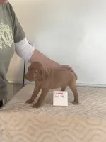 Orange girl 706, a female Vizsla for sale in Hillsboro, OH – 5 of 5