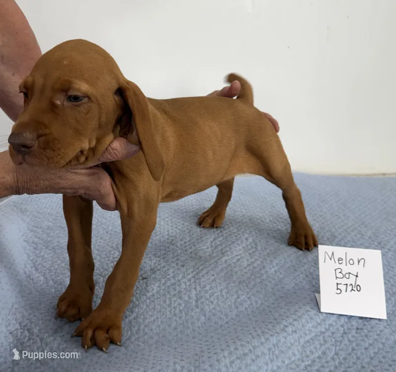 Melon Boy – Vizsla puppy for sale in Hillsboro, OH